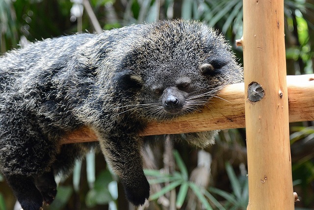 ２０１４年６月　のいち動物公園　その４_a0052986_8503982.jpg