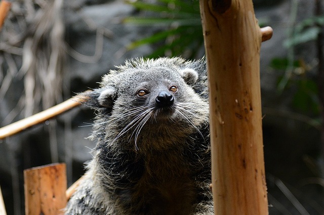 ２０１４年６月　のいち動物公園　その４_a0052986_855611.jpg