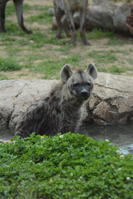 ２０１４年６月　のいち動物公園　その４_a0052986_8592590.jpg