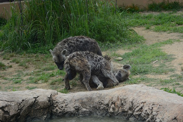 ２０１４年６月　のいち動物公園　その４_a0052986_943634.jpg