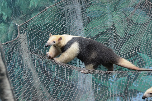 ２０１４年６月　のいち動物公園　その４_a0052986_985844.jpg