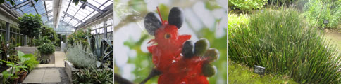 くすり博物館と薬木薬草園_d0132289_15090556.jpg