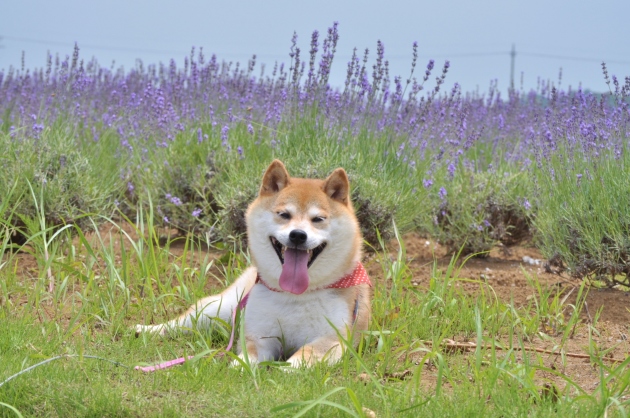 佐倉ラベンダー園_a0126590_20281493.jpg