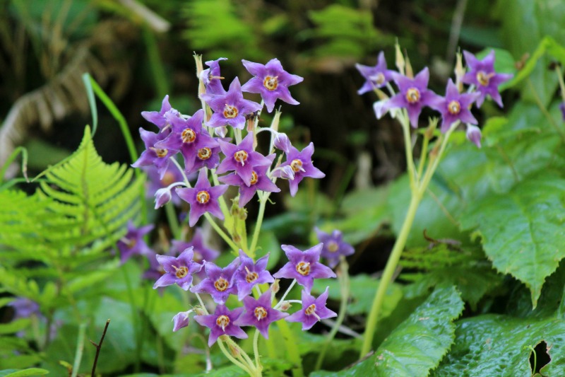 明月院の紫陽花2014_a0127090_18513255.jpg