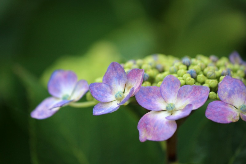 明月院の紫陽花2014_a0127090_18524495.jpg