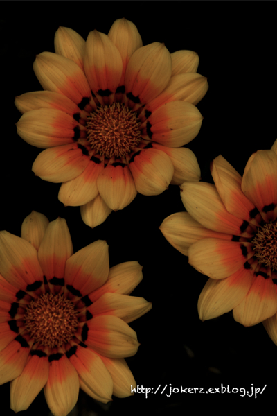 a0157091_10395270.jpg