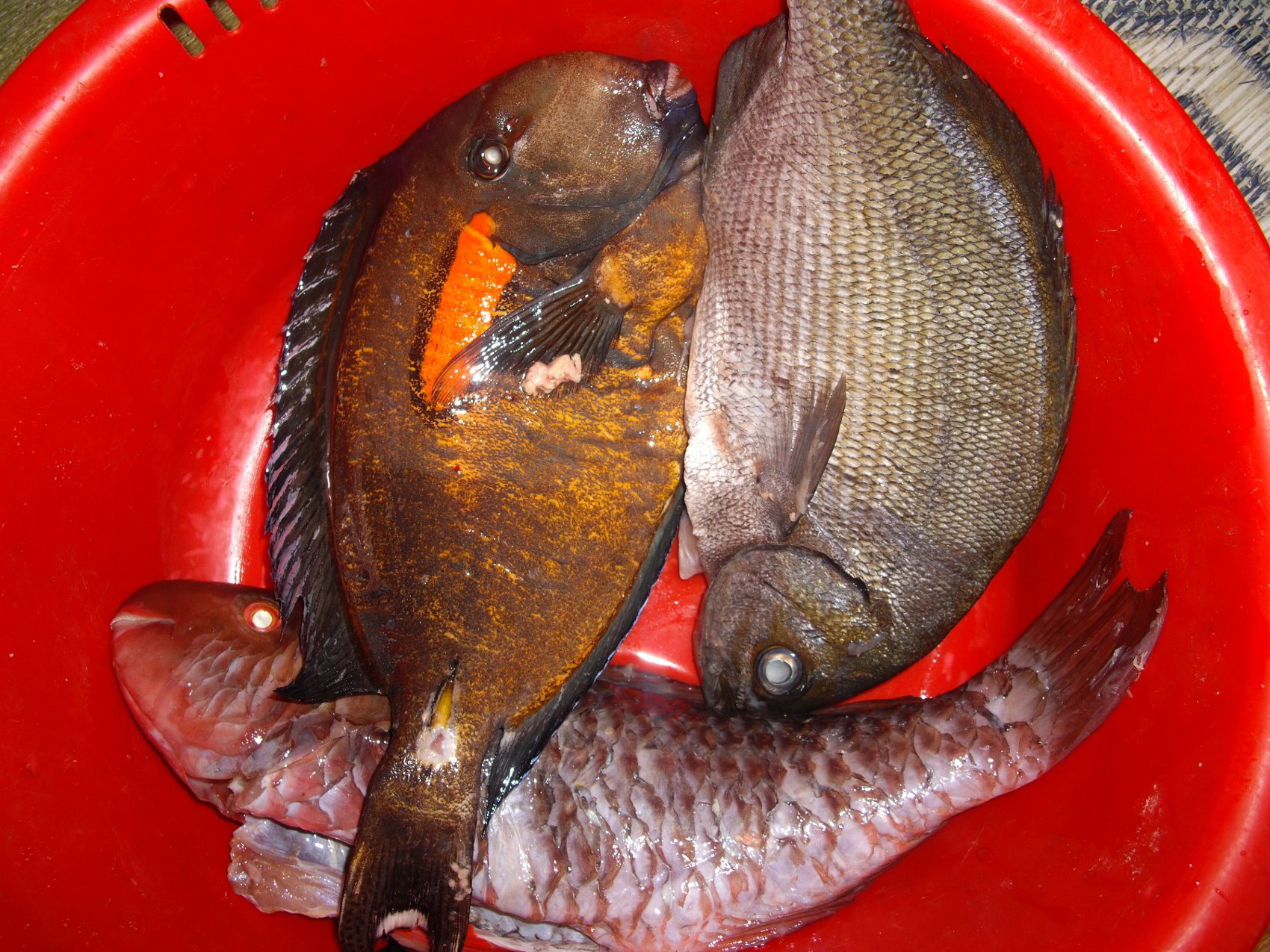 与論島の島魚は、刺身、煮、焼き、どんな料理でも美味しい！_e0032991_16392217.jpg
