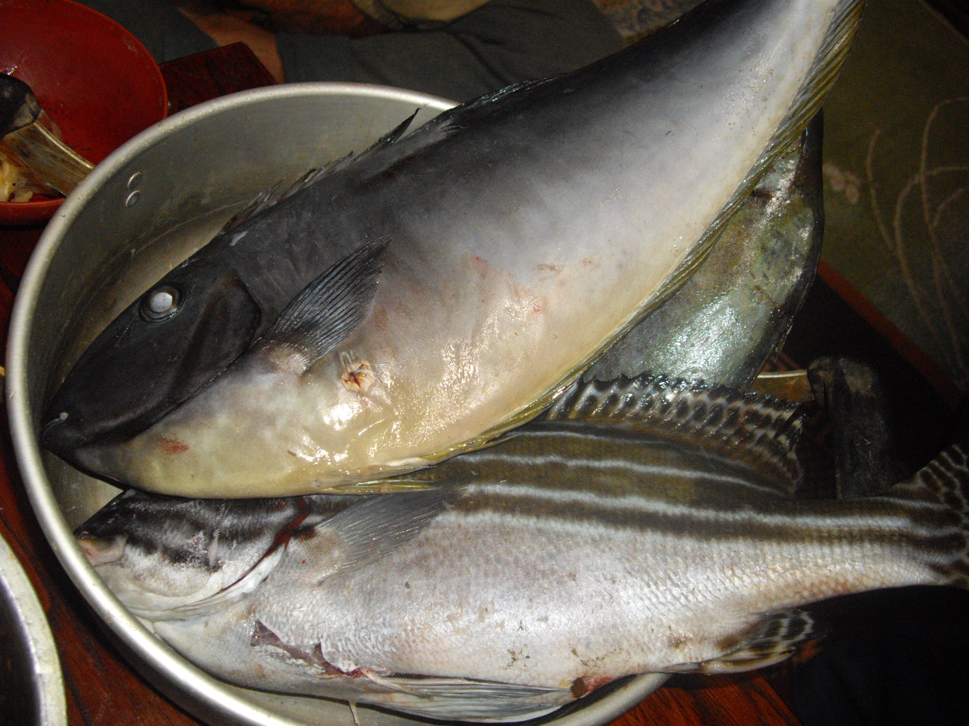 与論島の島魚は、刺身、煮、焼き、どんな料理でも美味しい！_e0032991_16394273.jpg