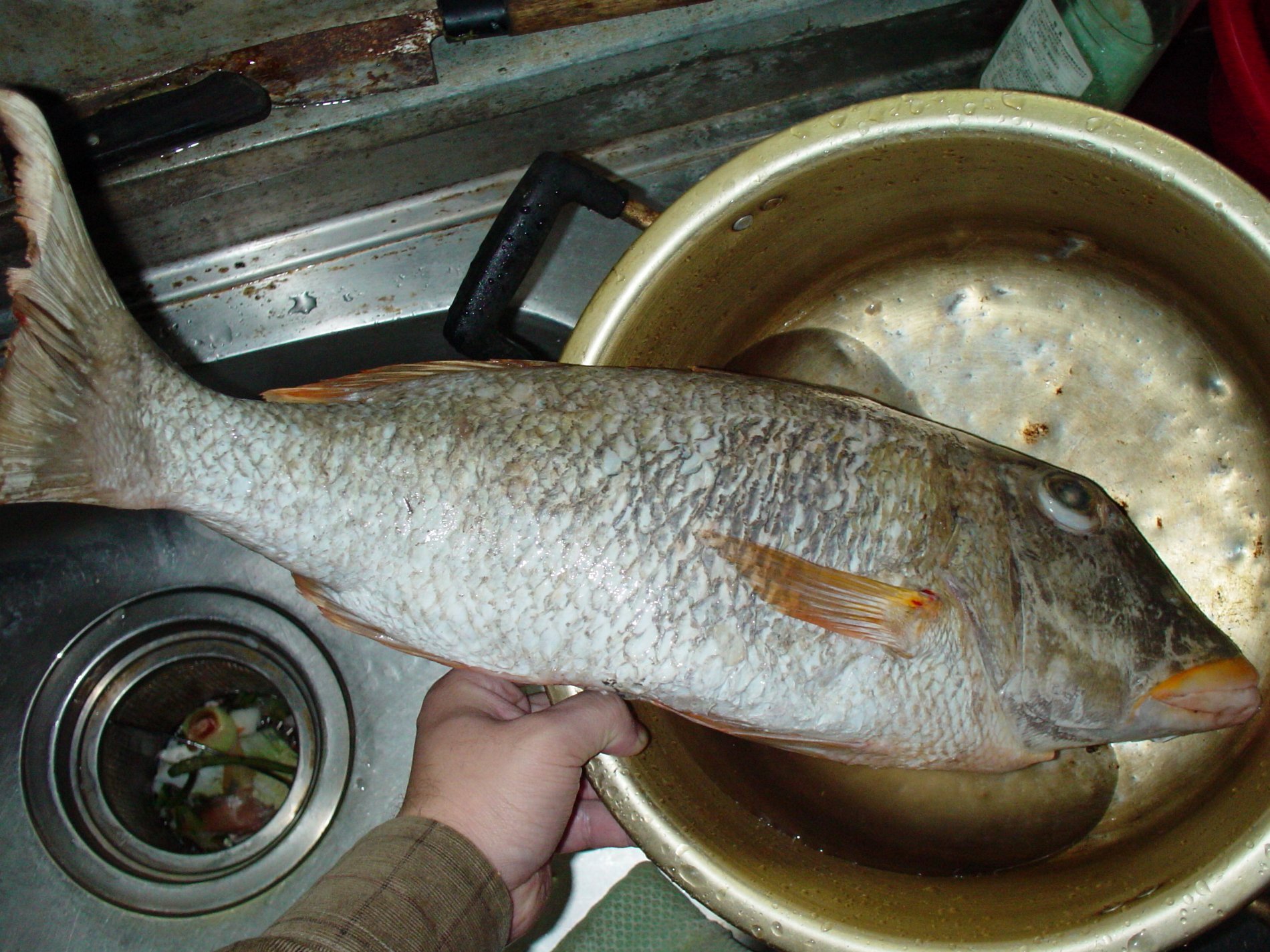 与論島の島魚は、刺身、煮、焼き、どんな料理でも美味しい！_e0032991_1640496.jpg