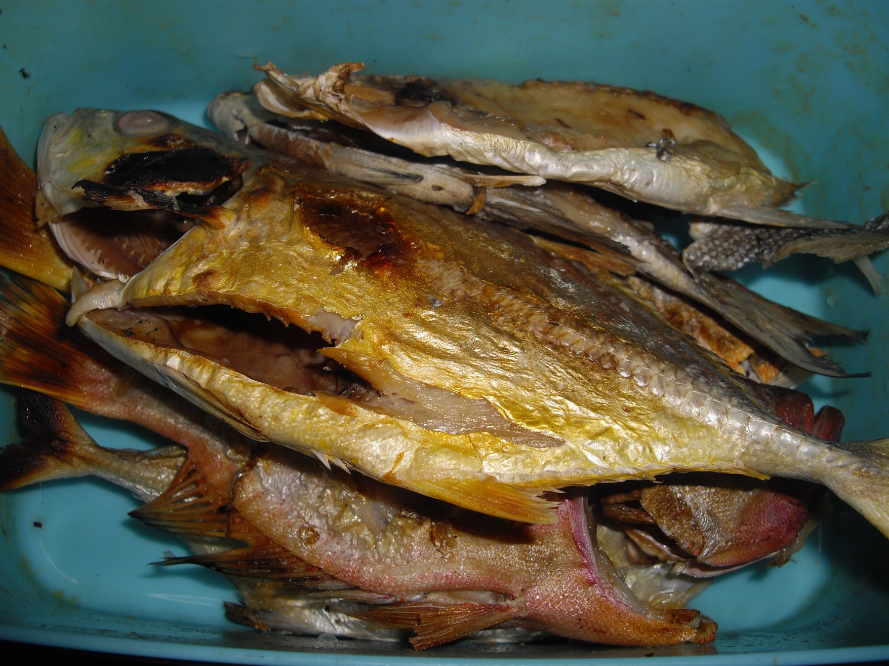 与論島の島魚は、刺身、煮、焼き、どんな料理でも美味しい！_e0032991_16414355.jpg