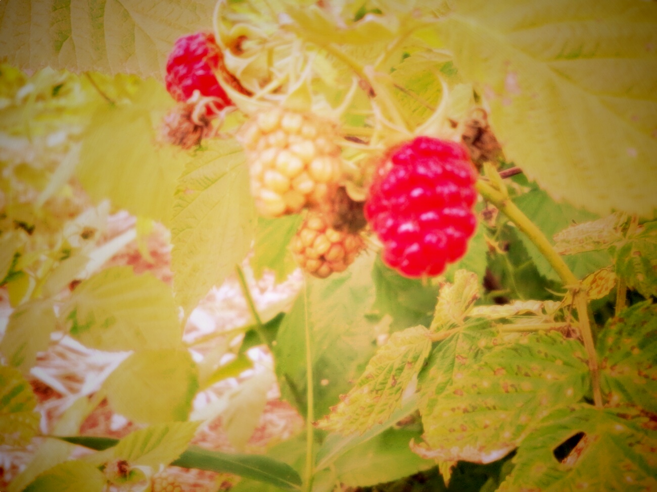 初夏の楽しみ_a0165892_9594135.jpg
