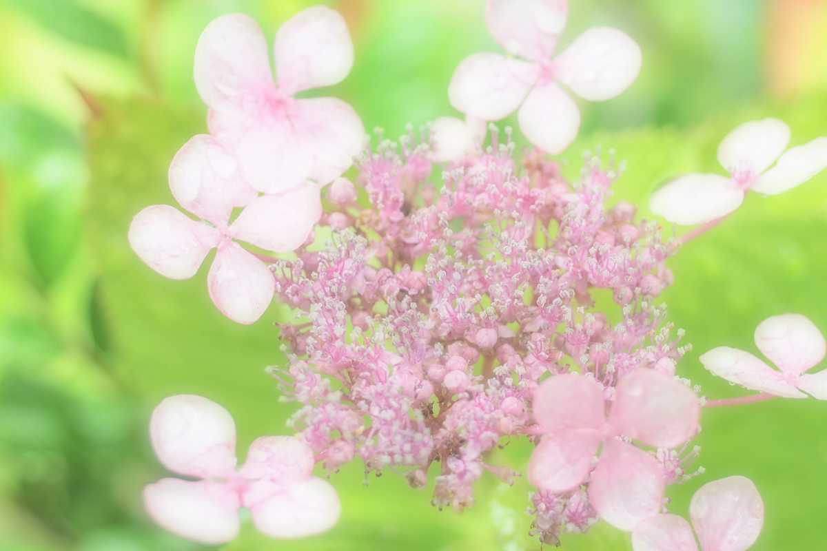 Hydrangea　*2_d0147393_18263744.jpg