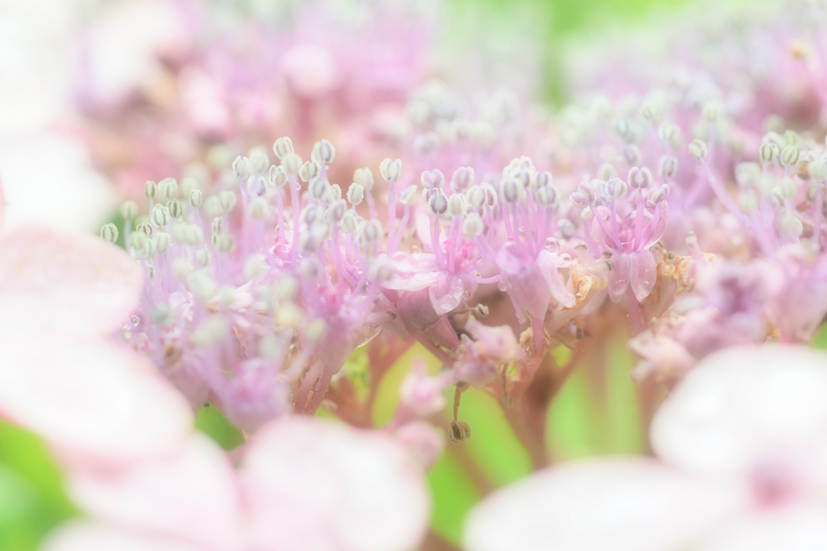 Hydrangea　*2_d0147393_18265487.jpg