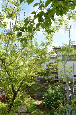 2014.初夏のお手入れ_a0233896_22541511.jpg