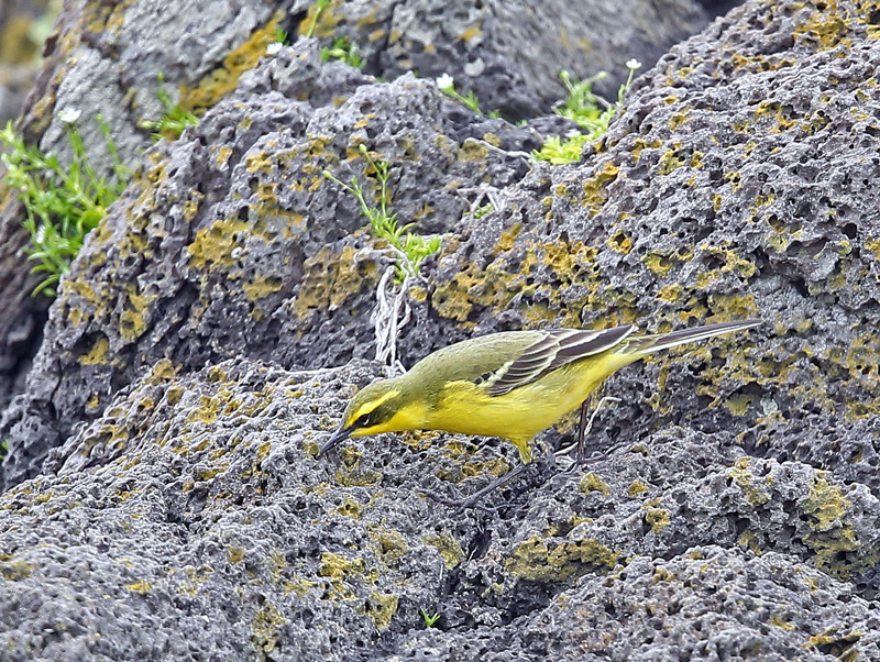 鮮やかな「ツメナガセキレイ」_d0195897_158182.jpg