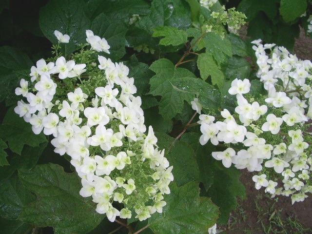 e0025300_10211472.jpg