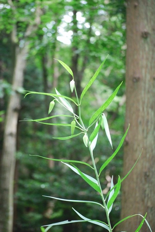 e0025300_10384731.jpg
