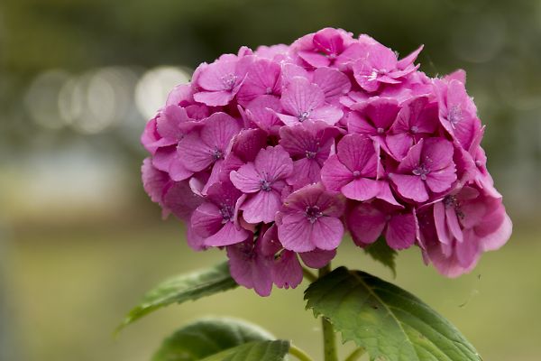 嵐山中ノ島公園に咲く紫陽花_e0193503_19591177.jpg