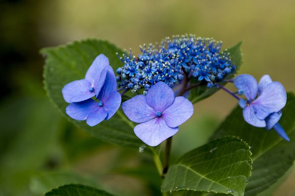 嵐山中ノ島公園に咲く紫陽花_e0193503_19594087.jpg