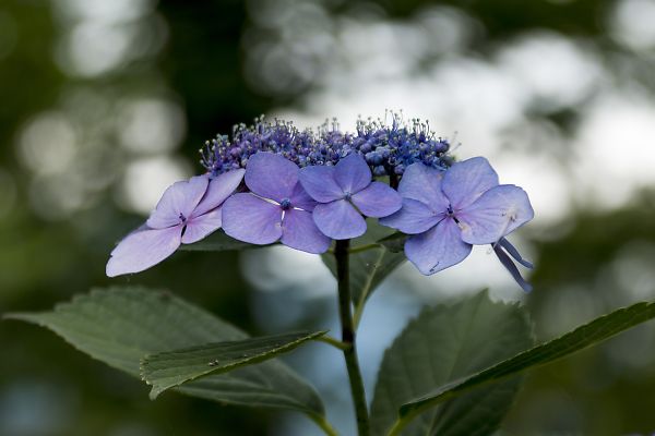 嵐山中ノ島公園に咲く紫陽花_e0193503_2002931.jpg