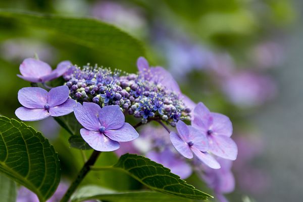 嵐山中ノ島公園に咲く紫陽花_e0193503_2005676.jpg