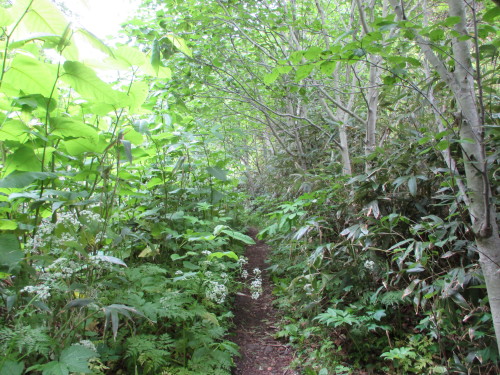 e0242504_23401947.jpg