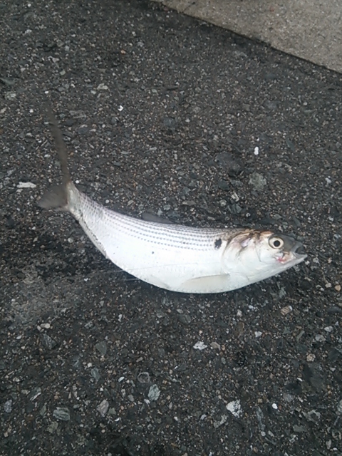 魚釣り〜_e0187905_3124241.jpg