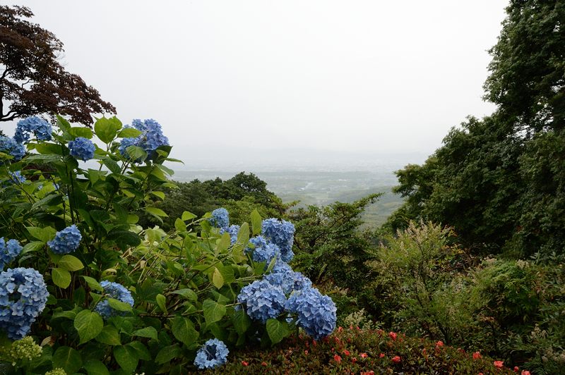 紫陽花巡り！善峰寺_f0032011_1819460.jpg