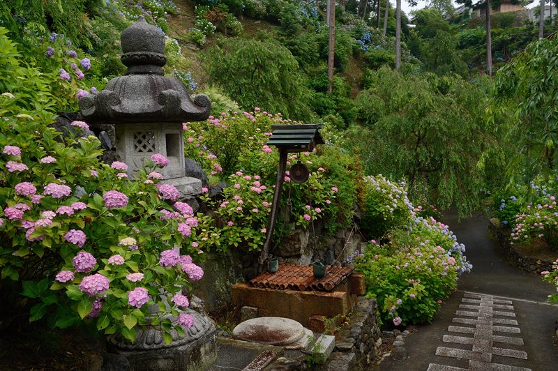 紫陽花巡り！善峰寺_f0032011_18531195.jpg