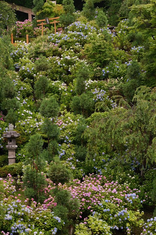 紫陽花巡り！善峰寺_f0032011_18532431.jpg