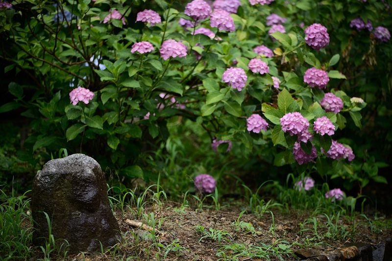 紫陽花巡り！善峰寺_f0032011_18544773.jpg