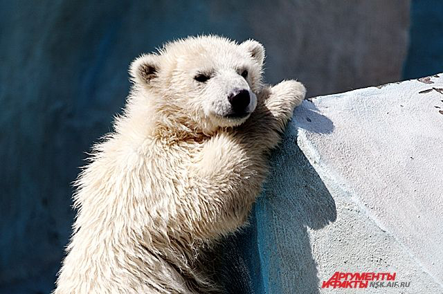 ロシア・西シベリア、ノヴォシビルスク動物園のゲルダお母さんと娘のシルカのライブ映像が大人気_a0151913_23572326.jpg