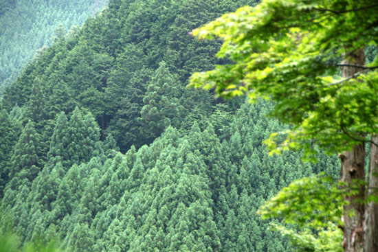 北山杉のふる里_e0048413_21195397.jpg