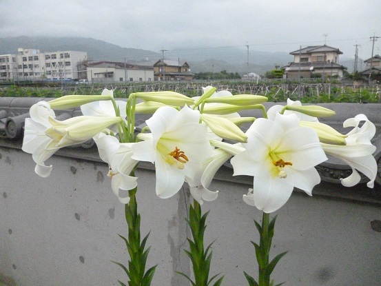 f0228619_9332479.jpg