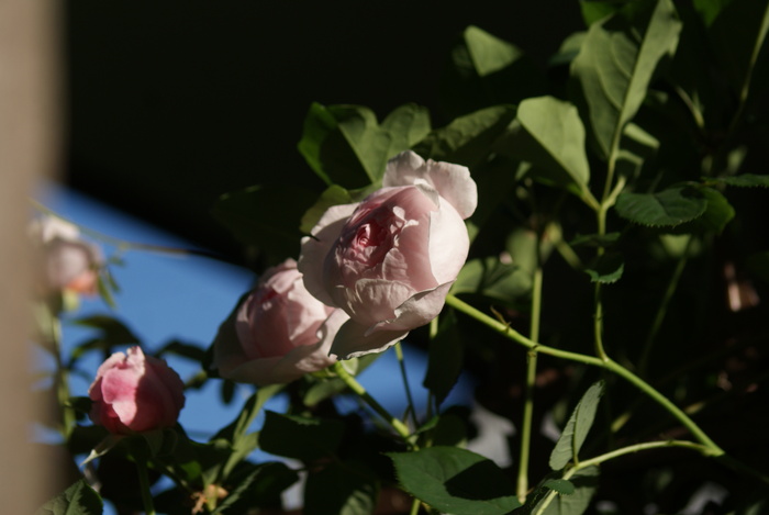 f0170524_2015293.jpg
