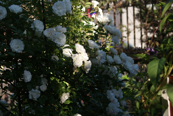 f0170524_2016391.jpg
