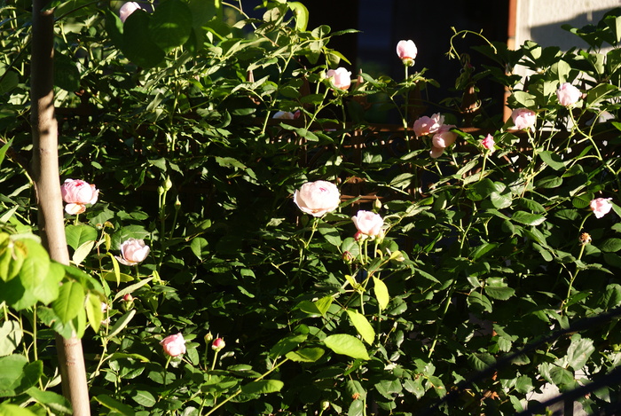 f0170524_20231834.jpg