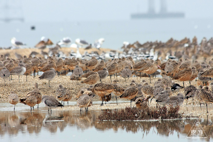 383 Foster City ~サンフランシスコ湾の鳥~_c0211532_19402752.jpg
