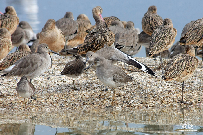383 Foster City ~サンフランシスコ湾の鳥~_c0211532_19425389.jpg