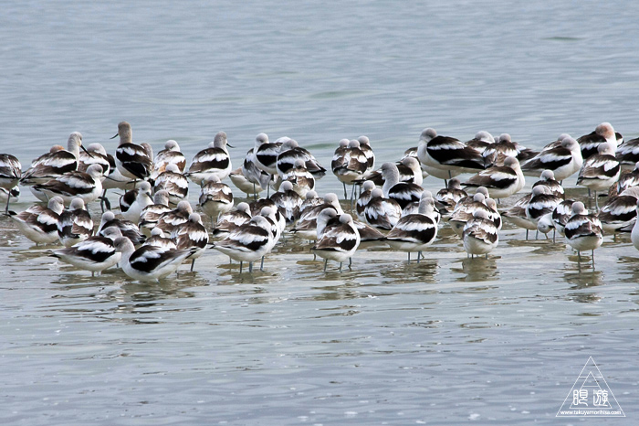 383 Foster City ~サンフランシスコ湾の鳥~_c0211532_19533693.jpg