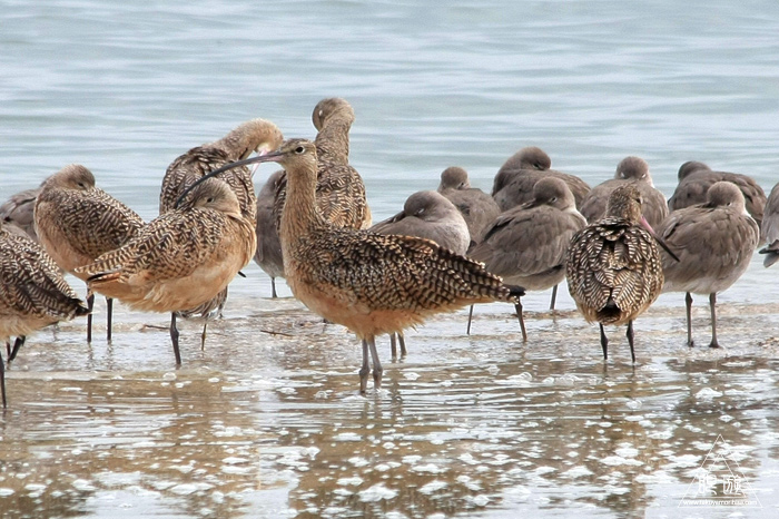 383 Foster City ~サンフランシスコ湾の鳥~_c0211532_19564016.jpg