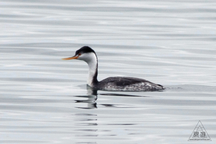 383 Foster City ~サンフランシスコ湾の鳥~_c0211532_23153976.jpg