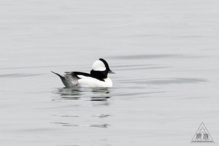 383 Foster City ~サンフランシスコ湾の鳥~_c0211532_23195516.jpg