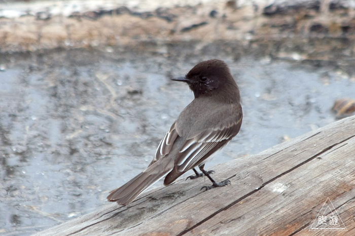 383 Foster City ~サンフランシスコ湾の鳥~_c0211532_23204464.jpg