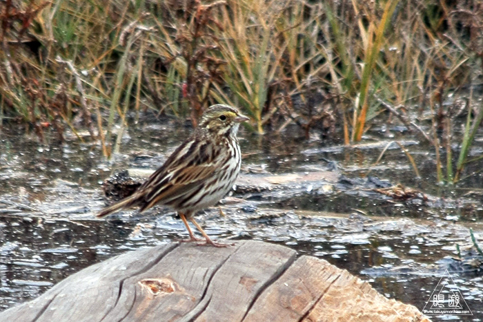 383 Foster City ~サンフランシスコ湾の鳥~_c0211532_23221798.jpg