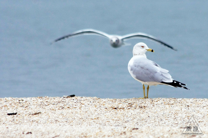 383 Foster City ~サンフランシスコ湾の鳥~_c0211532_23285592.jpg