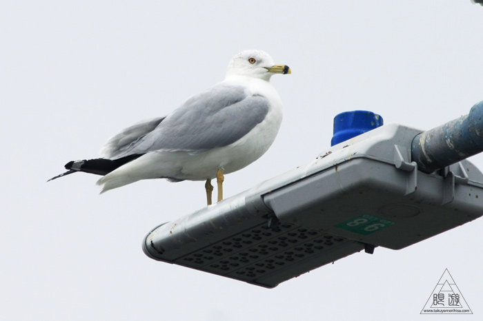 383 Foster City ~サンフランシスコ湾の鳥~_c0211532_2328730.jpg