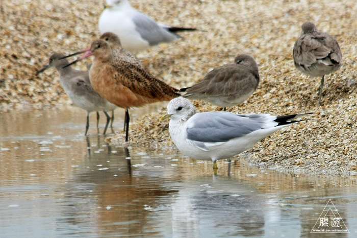 383 Foster City ~サンフランシスコ湾の鳥~_c0211532_23295130.jpg