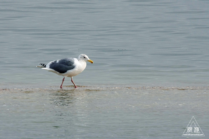 383 Foster City ~サンフランシスコ湾の鳥~_c0211532_23305110.jpg