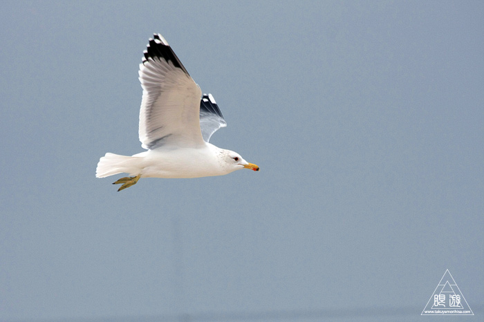 383 Foster City ~サンフランシスコ湾の鳥~_c0211532_23314234.jpg